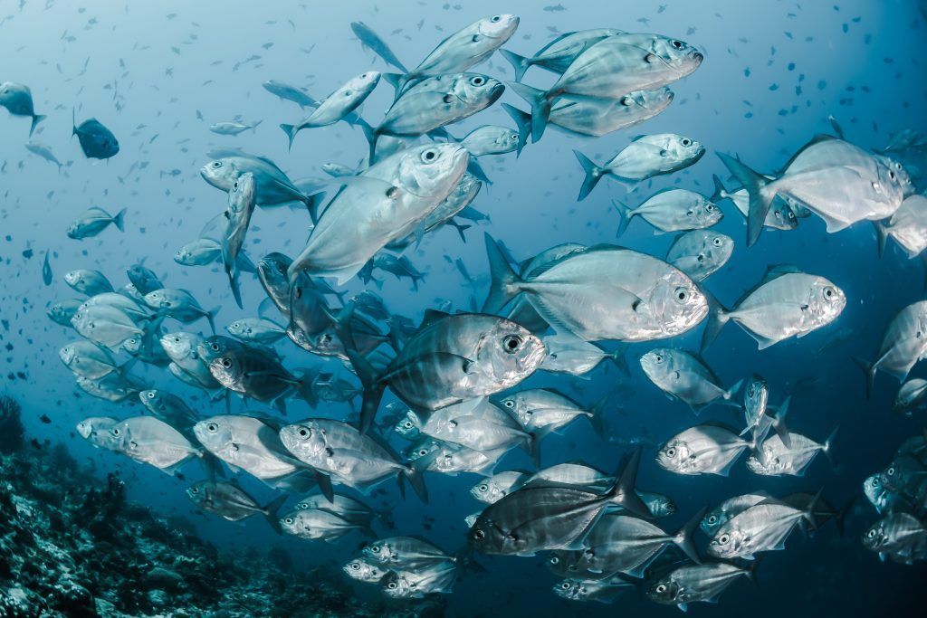 pescado-y-mercurio-que-esta-pasando