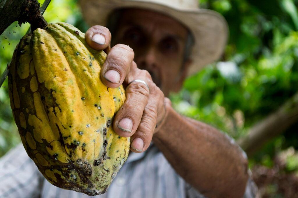 recolector planta de cacao