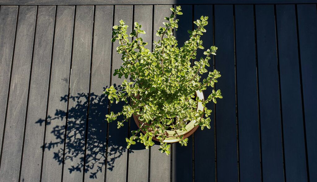 orégano planta aromática